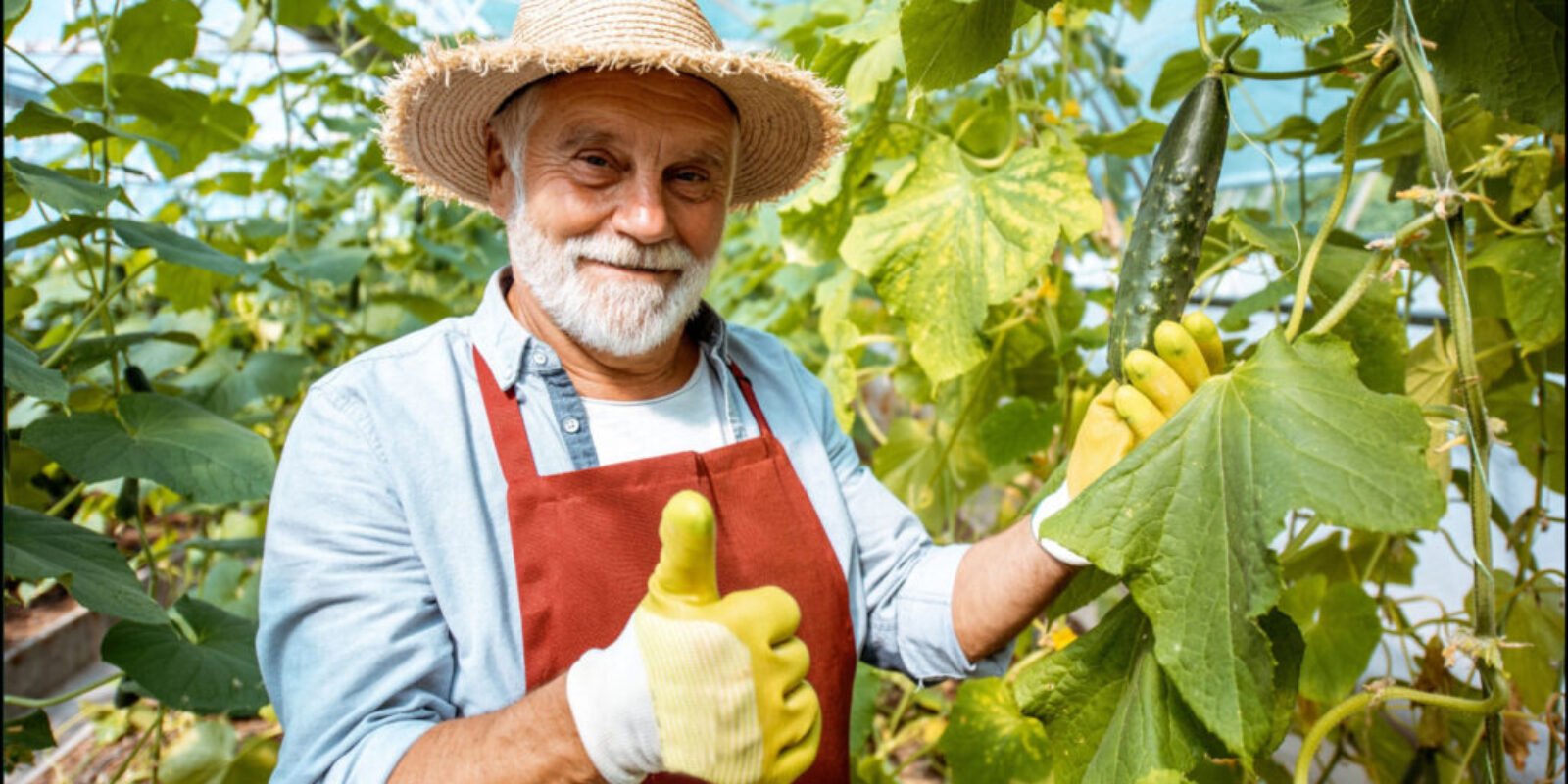 The Green Solution: How Senior Gardening Help Reduce Cost of Living Pressures