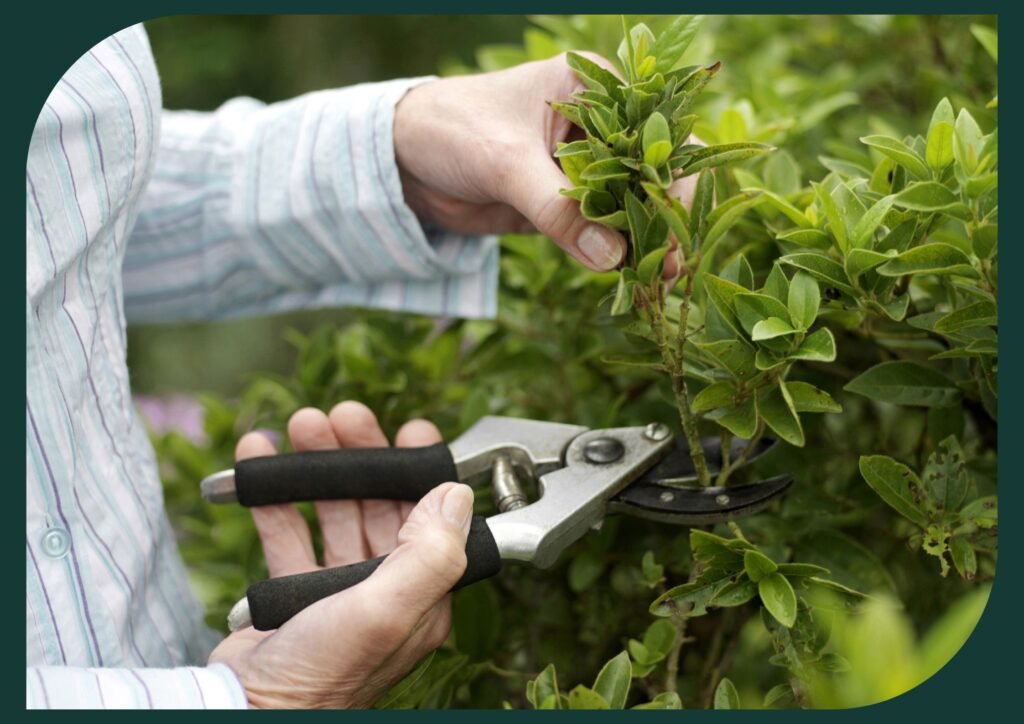 Gardens need regular pruning and trimming for beauty: shaping overhanging branches and removing dead leaves as seasons change.