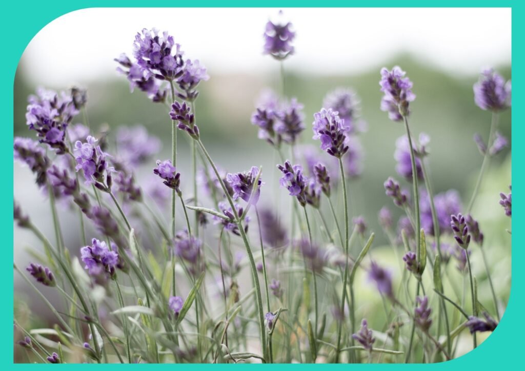 Loved by gardeners of all ages, lavender is a resilient, fragrant herb perfect for seniors.