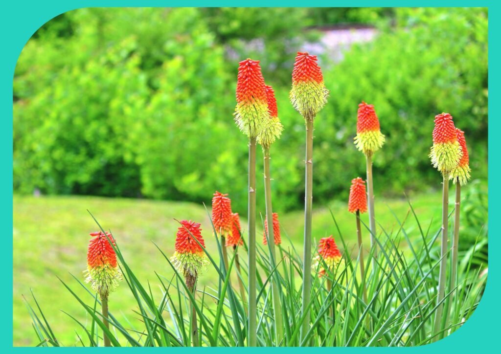 Red hot poker plants bring vibrant color, require minimal care.