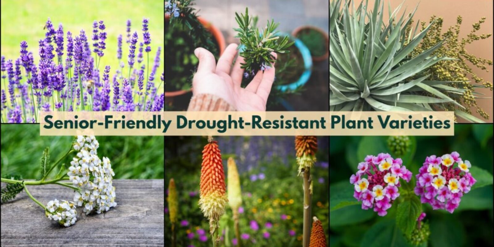 Senior-Friendly Drought-Resistant Plant Varieties