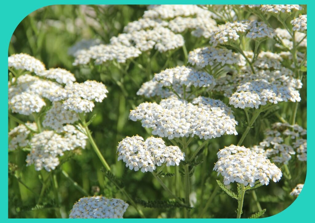 Yarrow is a captivating perennial that attracts pollinators.