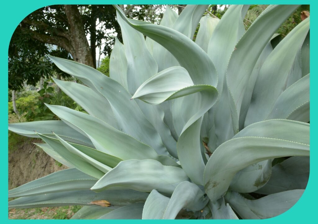 Agave plants are elegant, hardy, visually striking, and low-maintenance for seniors.