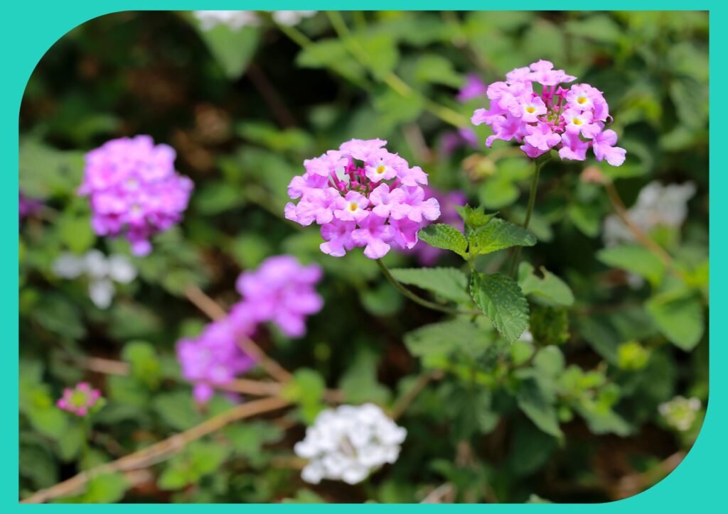 Seniors can bask in the constant display of lantana's colour without the need for excessive attention or maintenance.