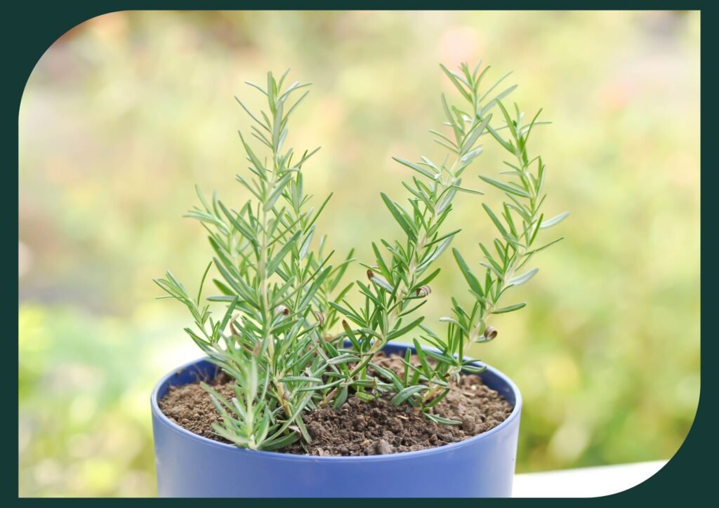 Rosemary is a drought-resistant gem for seniors to cultivate visually appealing gardens.