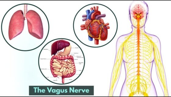 Enhancing Senior Health Through Vagus Nerve Stimulation Techniques