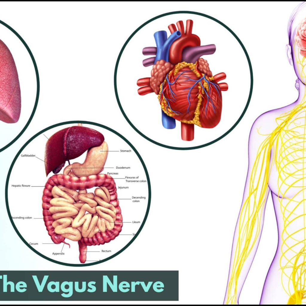 Enhancing Senior Health Through Vagus Nerve Stimulation Techniques