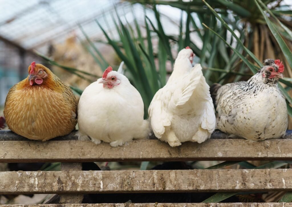 Seniors raise backyard chickens for joy and rewards.