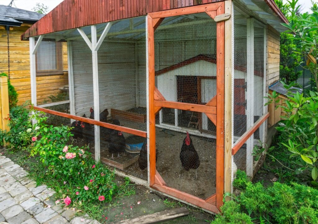 A premade chicken coop is perfect for both beginners and experienced poultry keepers.