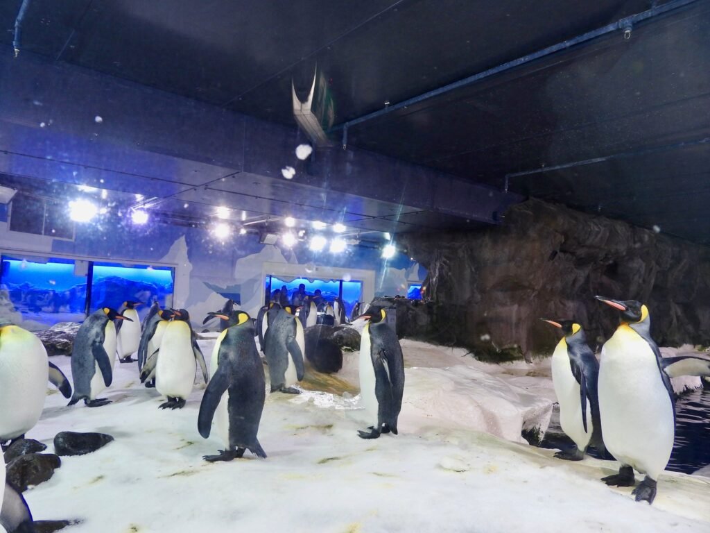 An image of penguins at the Kelly Tarlton's Sea Life Aquarium.