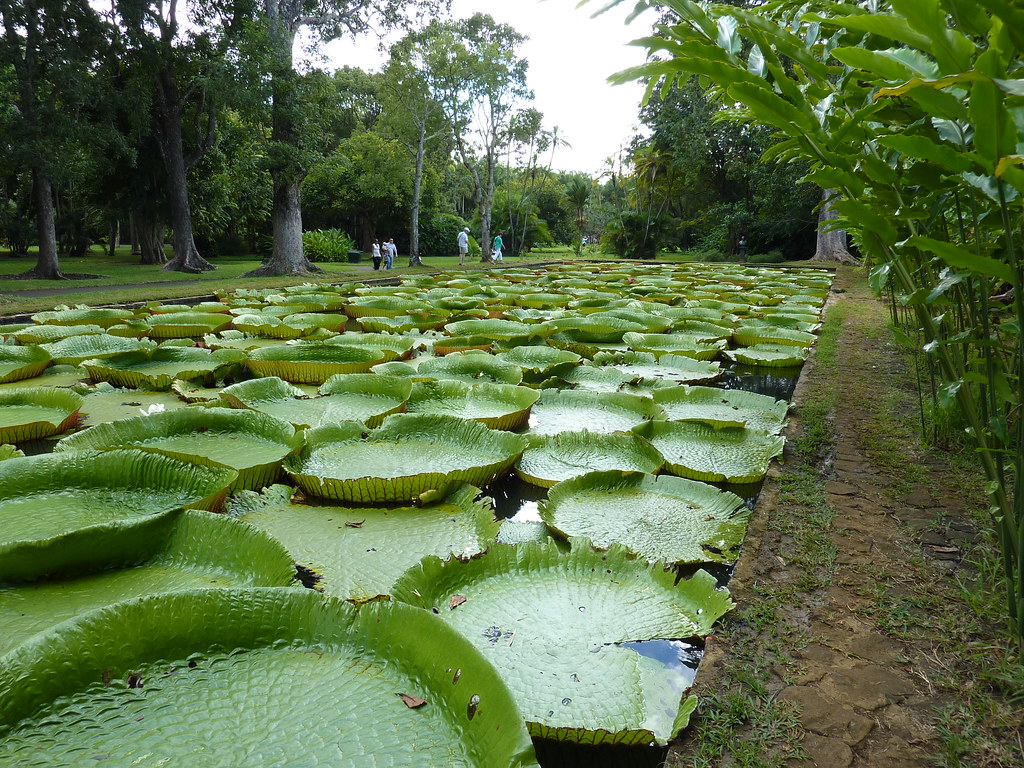 An image of the Pamplemousses Botanical Garden.