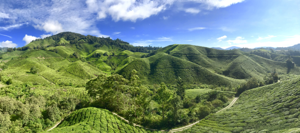 An image of green rolling hills and the Boh Tea Plantation in Cameron Highlands.