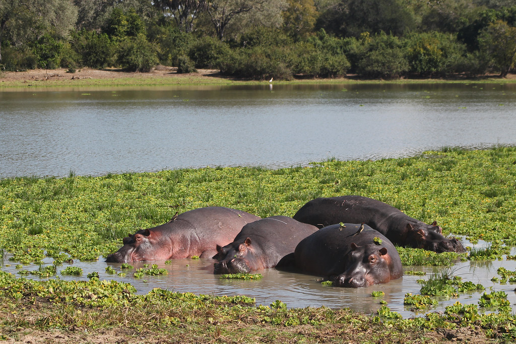 An image of hippos grazing the Selous Game Reserve.