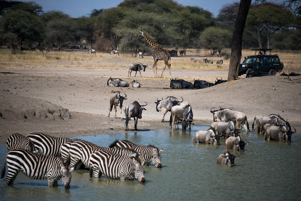 An image of tourists observing the Tarangire National Park wild life. 