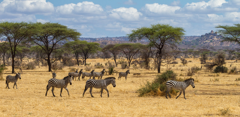 An image of zebras within the Ruaha National Park.