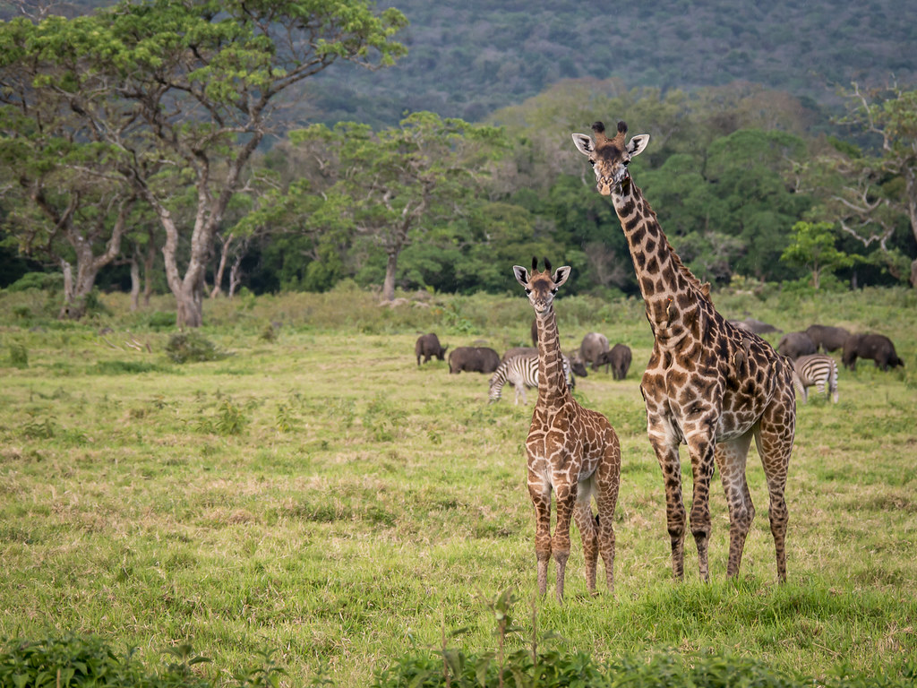 An image of giraffes and other wildlife in the Arusha National Park.