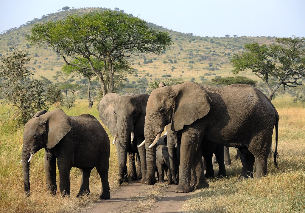 An image of elephants roaming the Serengetic National Park during a senior vacation to Tanzania.