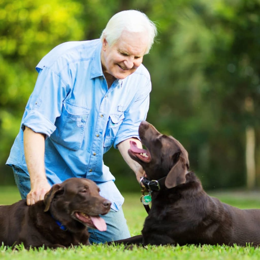 Senior Pets: A Joyful Addition to Your Golden Years