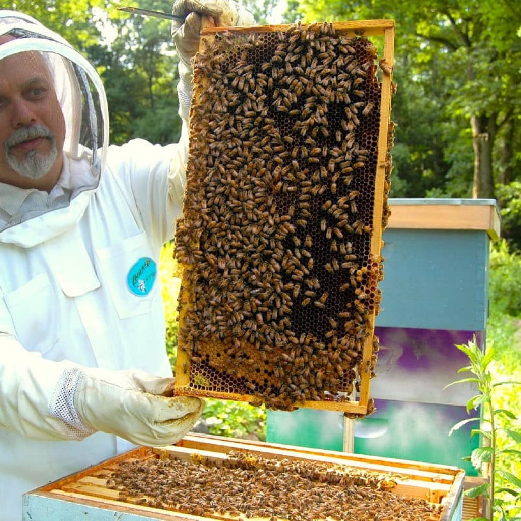Senior Beekeeping: 4 Amazing Benefits for Seniors