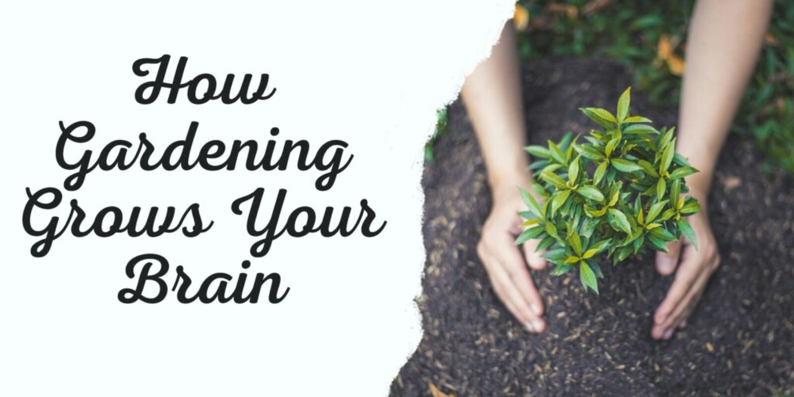 gardening boost brain_00