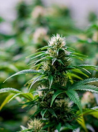 An image of cannabis plants for a news summary about high THC levels.