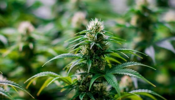 An image of cannabis plants for a news summary about high THC levels.