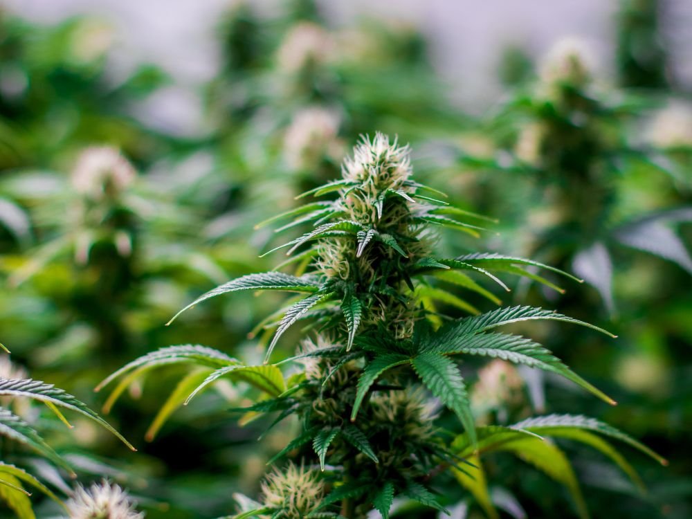An image of cannabis plants for a news summary about high THC levels.