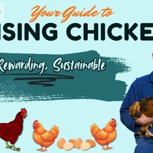 Your guide to raising chickens